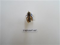 藏品(膜翅目(蜂))的圖片